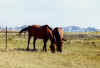 BLHORSE.jpg (53589 bytes)